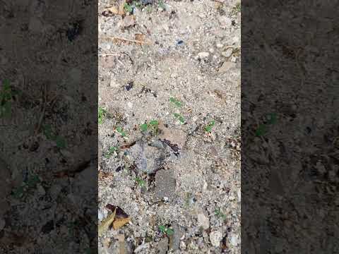 اليوم بدأ الزرع بالنمو