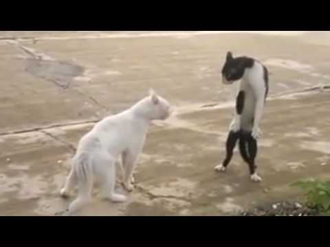 Michael Jackson - Bad Cat
