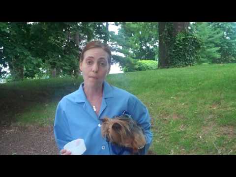 How to obtain a urine sample from your dog