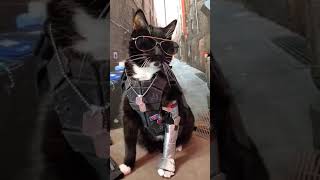 CyberCat #meme #memes #flex #cyberpunk #cat #shorts #pets #game #gaming #gameplay #memesvideo #anime