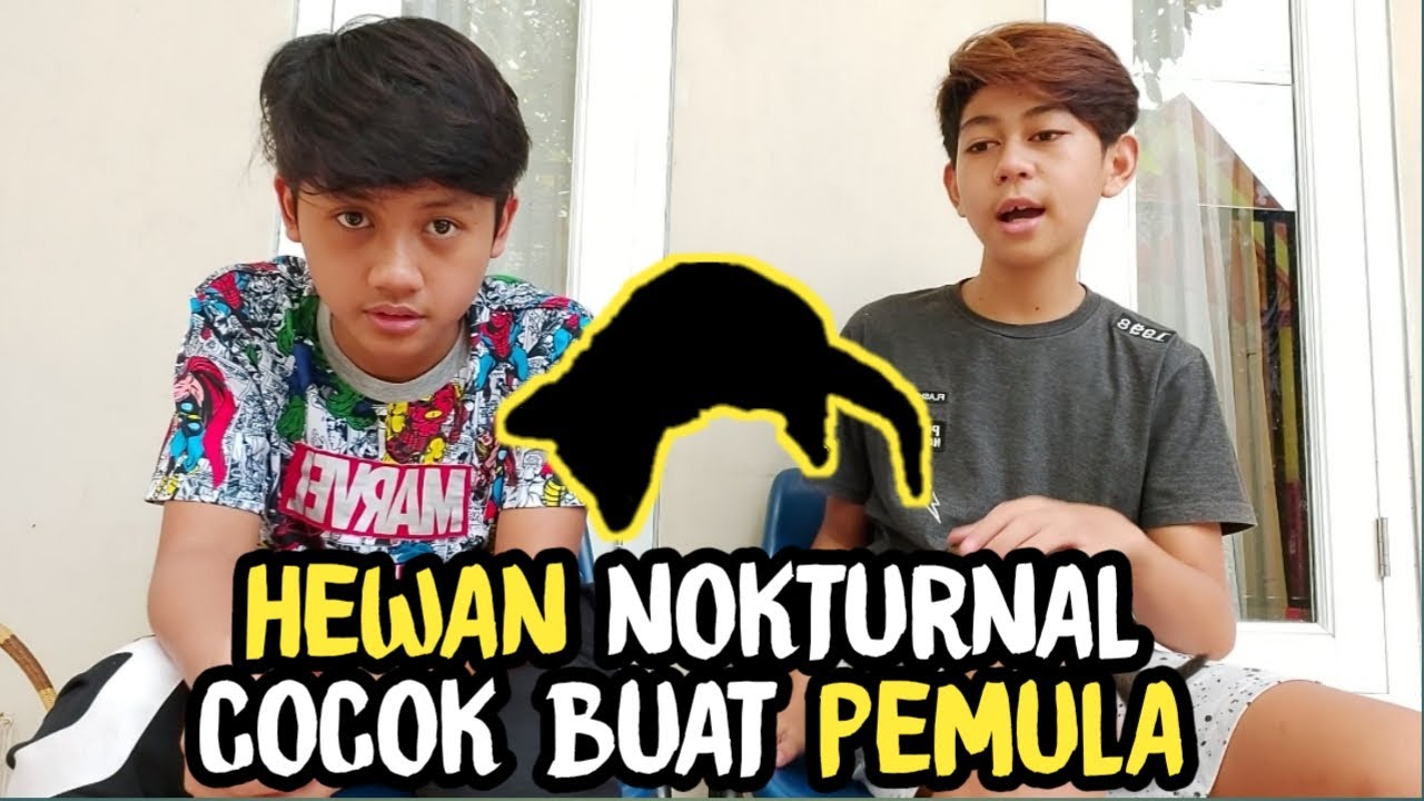 SARAN HEWAN  NOKTURNAL UNTUK  PEMULA  DARI YOUTUBER COMEDY 