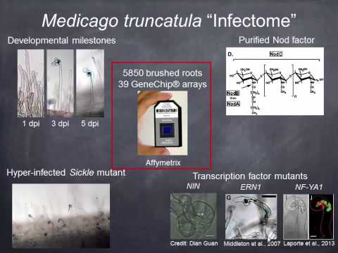 Wideo: Porównanie Wydajności I Czasu Do Regeneracji Metod Transformacji Za Pośrednictwem Agrobacterium W Medicago Truncatula