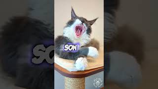 2023 Funny Cat Videos Compilation | Maine Coons Cats by SlowBlink Maine Coons 116 views 7 months ago 1 minute, 25 seconds