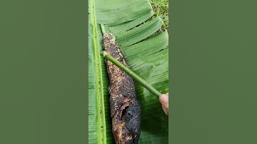 Cá Lóc Đồng nướng rơm | ẩm thực miền tây #mientay #đồngquê #amthuc