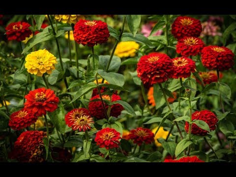 Видео: Как да събираме семена от циния? 25 снимки Как изглеждат цветните семена? Как да събираме правилно у дома?