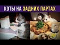 Приколы с котами. КОТЫ НА ЗАДНИХ ПАРТАХ | Мемозг #139