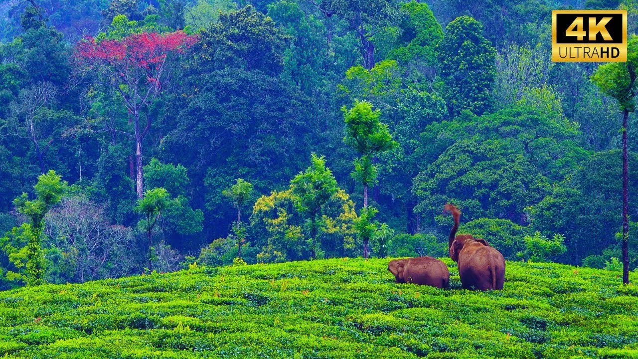 Valparai   A Drive into Rain Mist Wildlife and Tea Plantations  4K UHD