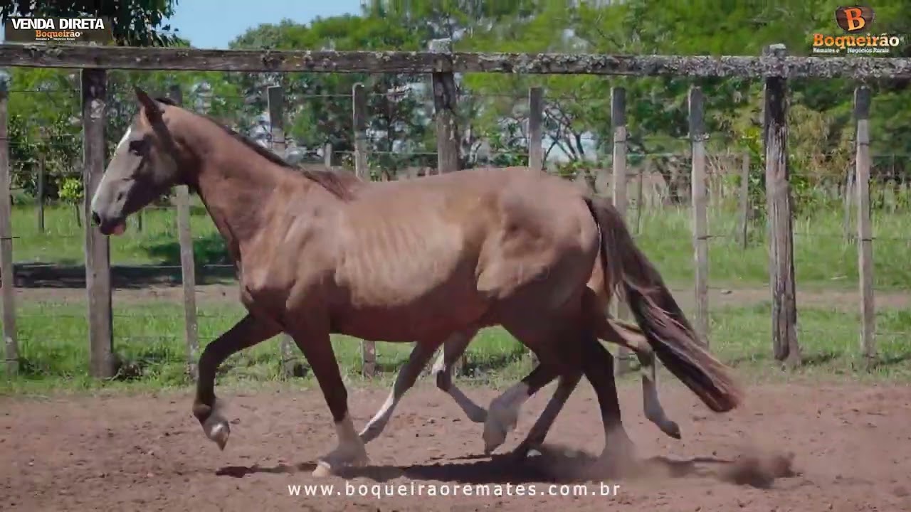LOTE 07.2 - OPERA DA MARCA JÓTA - VENDA DIRETA DE EQUINOS BOQUEIRÃO REMATES  - 2026