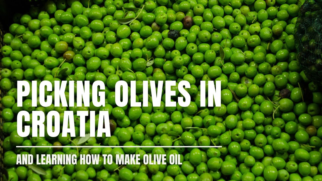 CROATIA EPISODE 009 LEARNING HOW TO PICK OLIVES AND MAKE OLIVE OIL