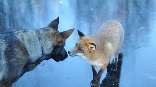 Wild Fox And Tame Dog Share A Pretty Unusual Friendship