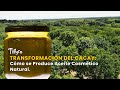 Transformación del Cacay: Cómo se Produce Aceite Cosmético Natural - TvAgro por Juan Gonzalo Angel