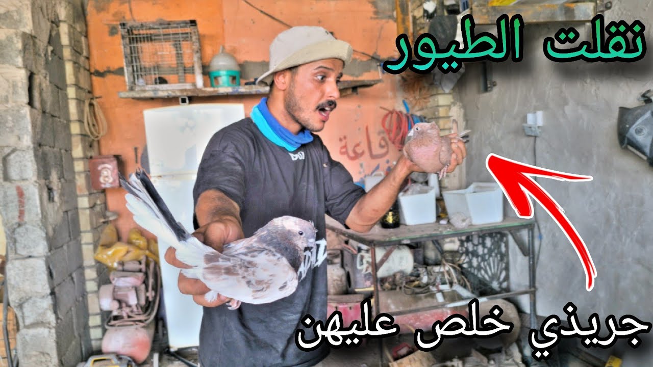 نقلت الطيور الي بل بيت  للمحل ولكيت الجريذي ماكل طيره ضوجني حيل 