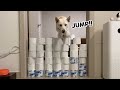 Eng) 강아지 휴지벽 뛰어넘기 챌린지! (Toilet Paper wall Challenge) / 진돗개의 점프실력 / Korean Jindo dog