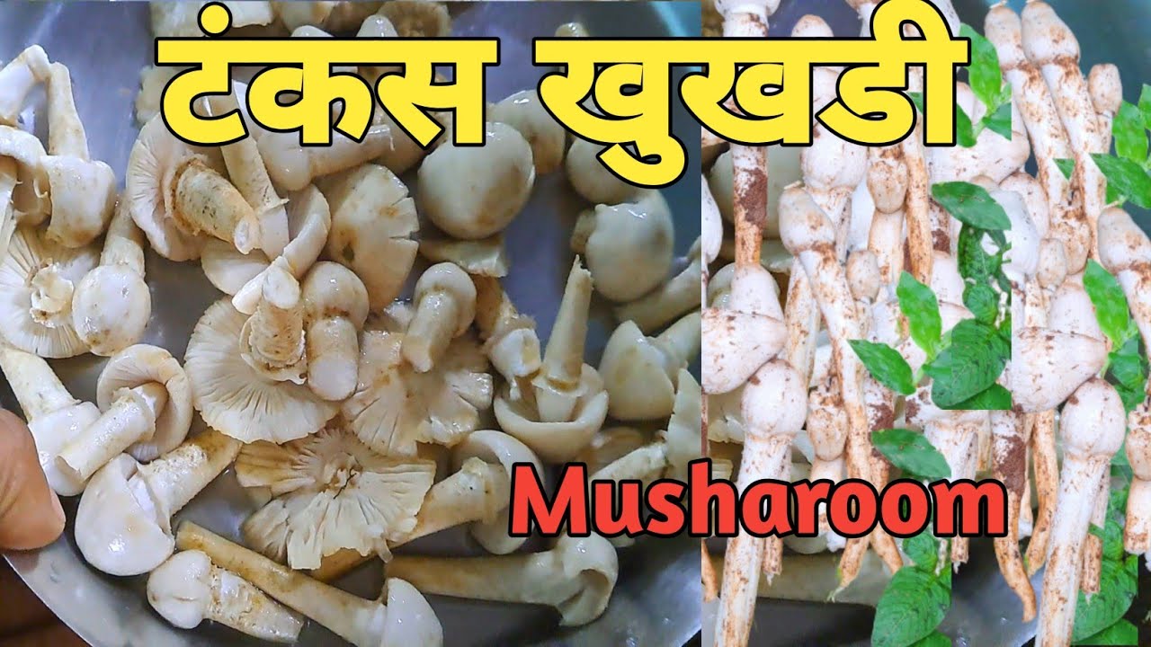झारखण्ड का बहुत ही फेमस खुखडी (Desi musharoom) \\ village style khukri recipe \\ 