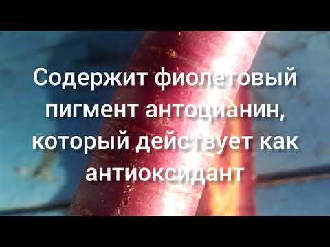 Фиолетовая морковка. Полезные свойства.
