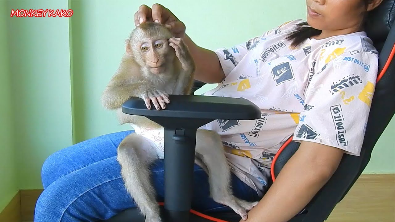 Adorable Monkey Kako Relax On The Chair With Mom After Lunch