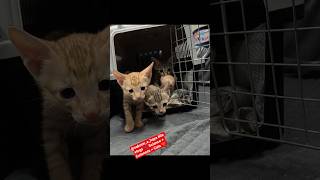 Amazing Scientific Facts About Cats 🐱 🤯🐱Billi Ke Scientific Secrets 😍 #CatFacts #shortsfeed #shorts