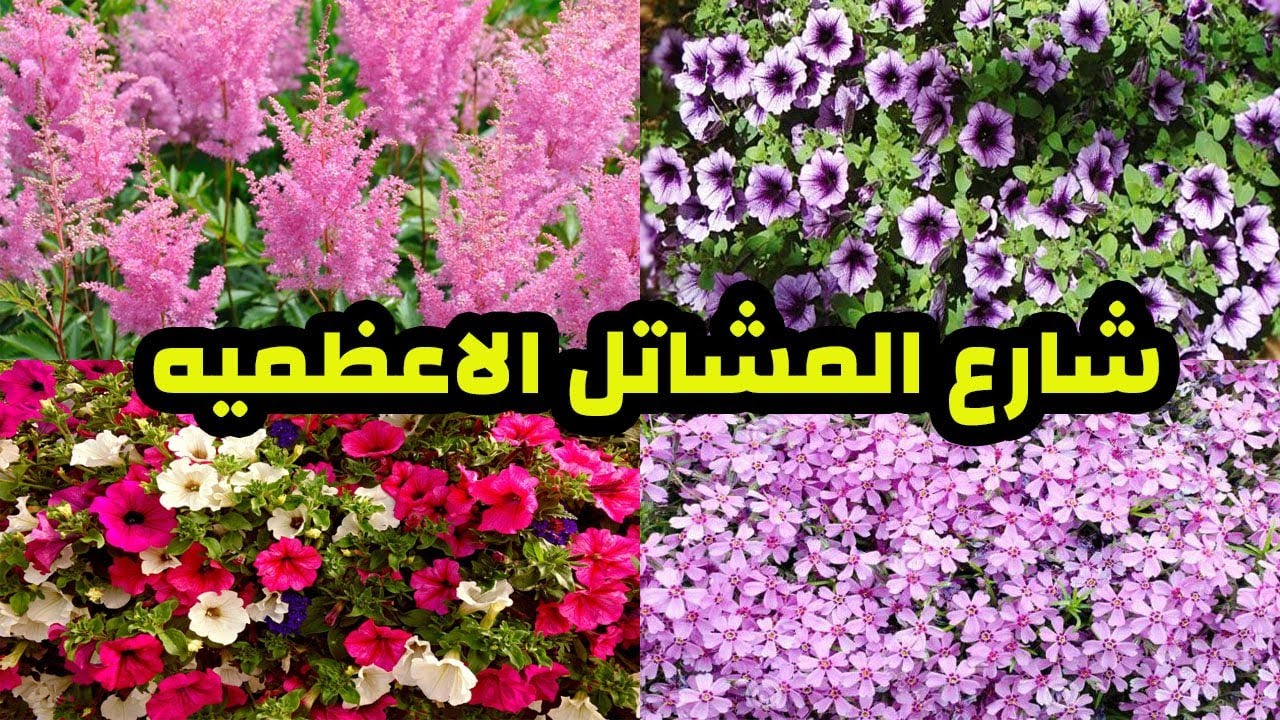 شارع المشاتل في بغداد منطقة الاعظمية انواع النباتات