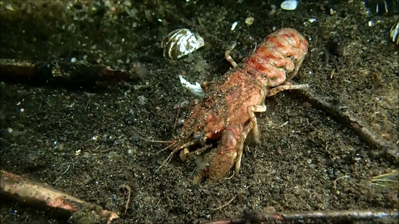 Barsch auf der Jagd - YouTube