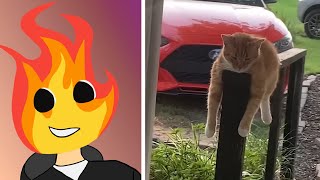 Relaxing with memes