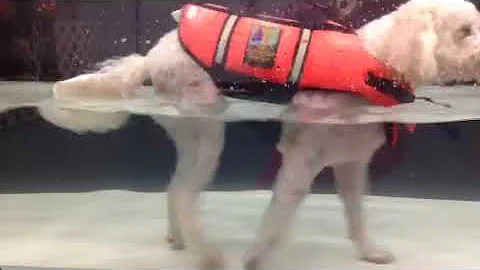 Stella Howell Underwater Treadmill