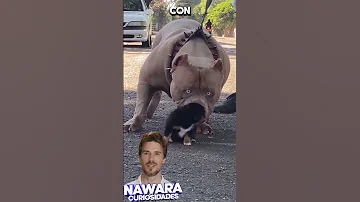 Imposing Guard Dog Meets His Brother 