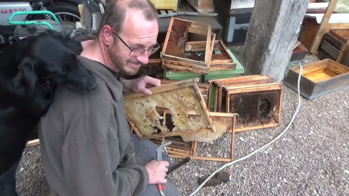 À l'intérieur d'une ruche - La Salamandre