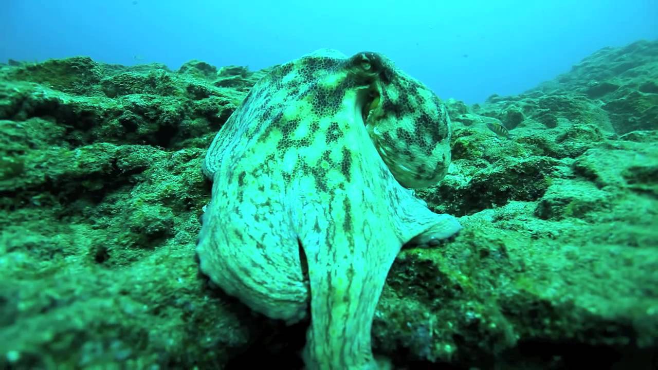 Buceo Hispania Tenerife