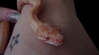 Albino Darwin Carpet Python (baby) Wealth