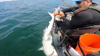 KAYAK SHARK FISHING!!!  Washington State. by Peeling Line 1,137 views 8 months ago 6 minutes, 33 seconds