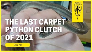 The Last Carpet Python Clutch of 2021   Vlog #67 Wealth