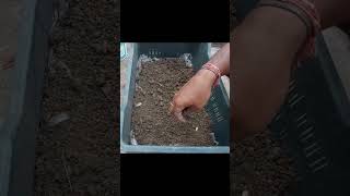 vegetable gardening for beginners #shorts #short #gardening #garden