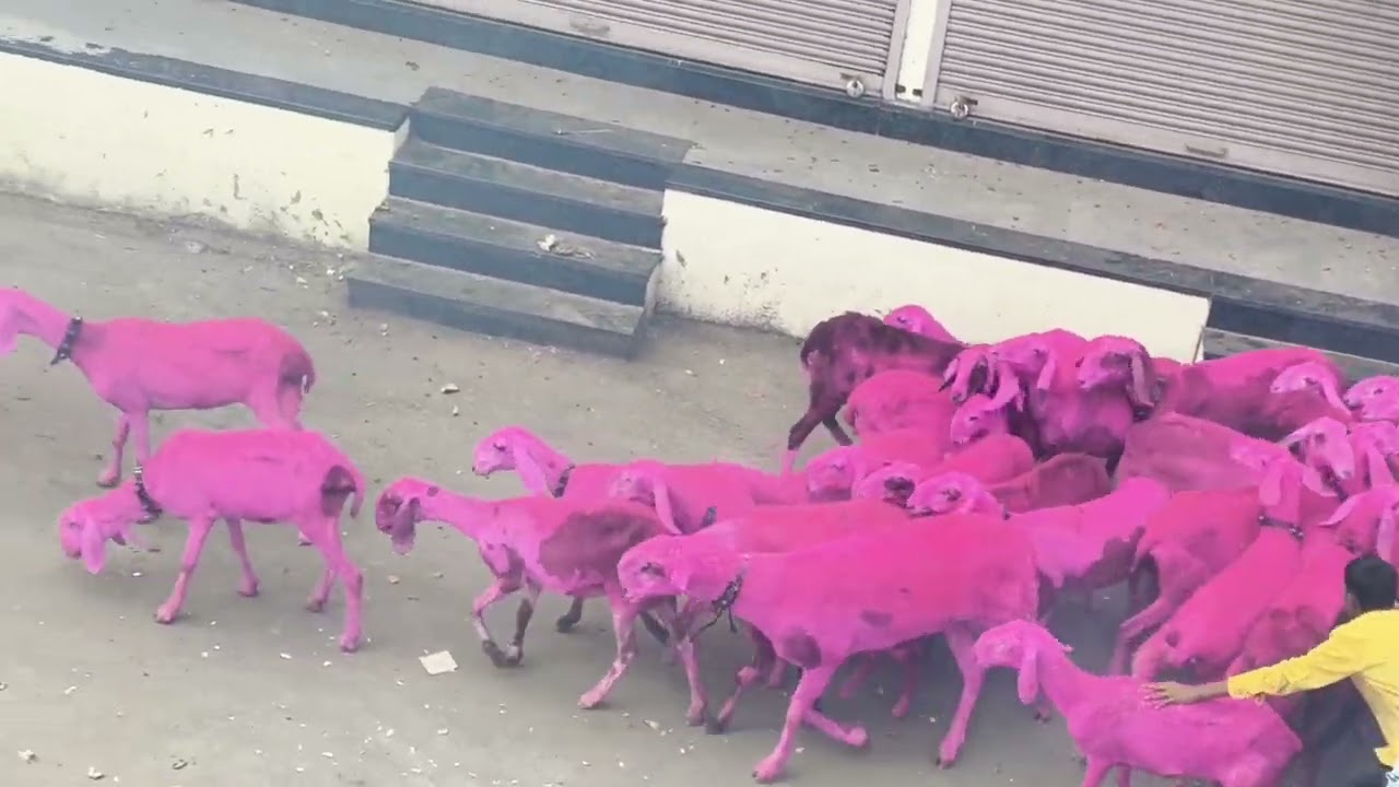 Happy diwali 💥 सर्व मेंढपाल  भाधवाना दिवाळीच्या शुभेच्छा 🎊 