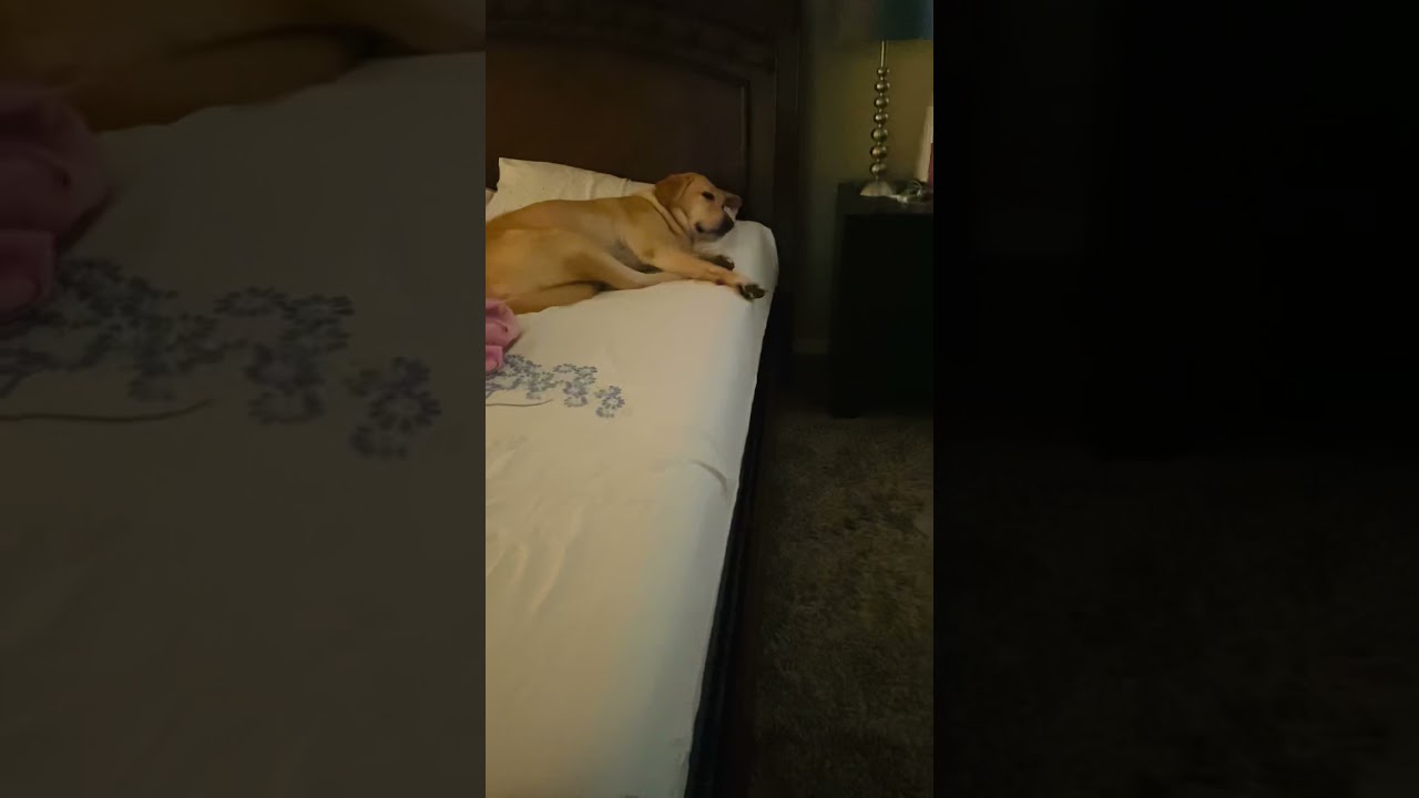 Dog lives life King Size 👑