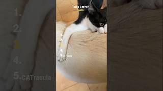 Top 5 Broken Cats 😹💥
