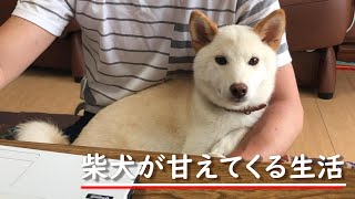 リビングで座って仕事したら膝に乗って甘えてきた柴犬ノンくん【カワイイ柴犬】