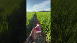 good rice in the garden. #automobile #farming #farming101 #agriculture #harvesttime