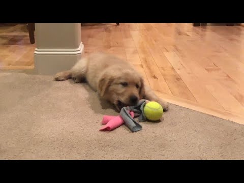 are golden retrievers hyper