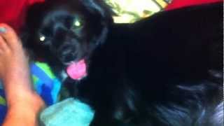 My dog pregnant at 58 days .