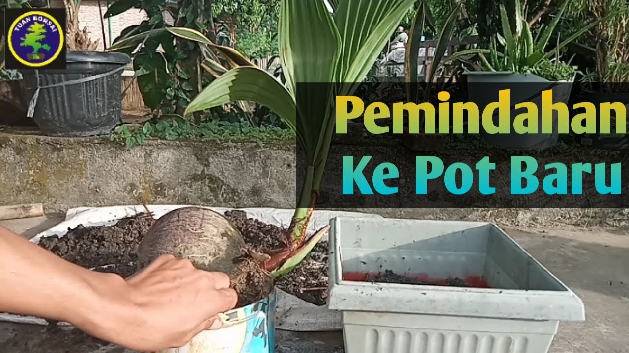 Pemindahan bonsai  kelapa  ke Pot  Baru YouTube