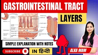 Gastrointestinal tract layer breakdown: Histology of wall layers & enteric plexus | In Hindi | ALKA