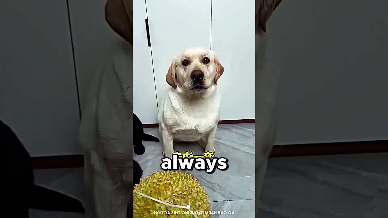 My Dogs Can Slice Fruits PERFECTLY 🤯 