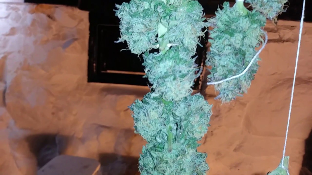 Gelato 2 harvested at day 60 flower