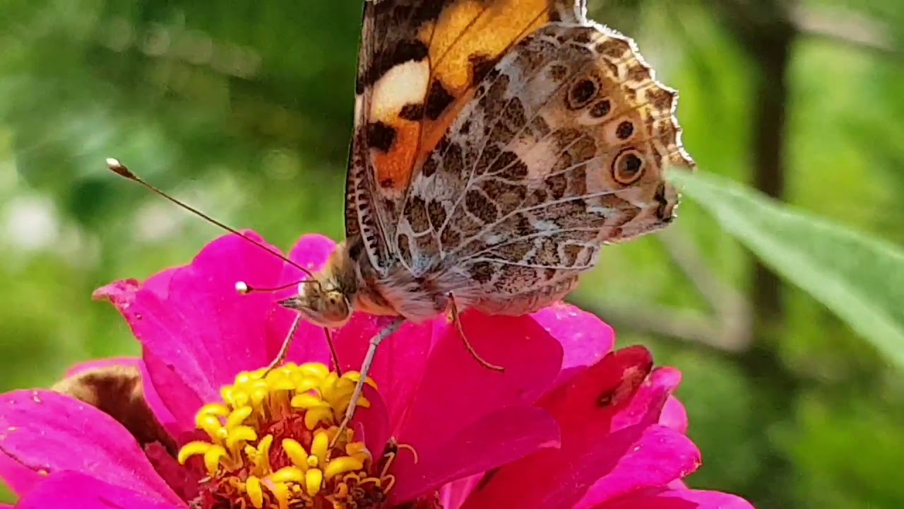 꿀 먹는 나비 a honeyeating butterfly YouTube