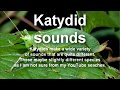 Katydid wide variety of sounds