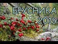 1 кг за 3 минуты Брусника 2019