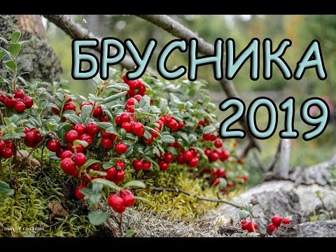 1 кг за 3 минуты Брусника 2019