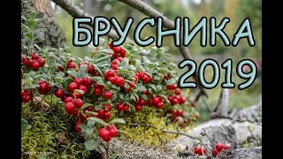 1 кг за 3 минуты Брусника 2019