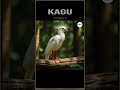 Kagu Sound Fx
