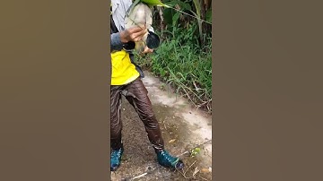 Câu Được Cá Lóc Khủng ở Rừng U Minh